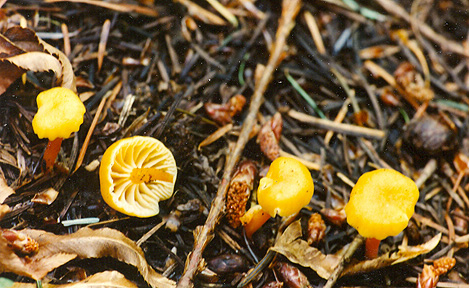 Hygrocybe parvula